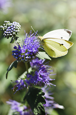 포토 JPG 해외이미지 동물 꽃 야생동물 나비 곤충 백그라운드 사람없음 세로 여름 파란색 정원 흰색 작음 큼 내추럴 해외포토 식물 계절 컬러 크기 파일형식 이미지허브