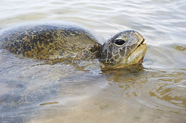 포토 JPG 해외이미지 동물 1 응시 아시아 얼굴 바다 포유류 파충류 종류 사람없음 가로 초록색 물 수중 수영 거북이 단아함 스리랑카 해외포토 자연요소 시선 나라 컬러 신체부위 수상스포츠 파일형식 이미지허브