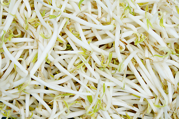 포토 JPG 해외이미지 식물 전통 음식 백그라운드 잎 다이어트 채소 새로움 콩 건강 요리 동양인 사람없음 초록색 물 노란색 새싹 주방 정원 식사 저녁식사 중국 샐러드 흰색 신선 최고 맛 작음 큼 발사 자르기 먹기 철 오브젝트 만족 유기농 날것 해외포토 자연요소 웰빙 감정 아시아 컬러 컨셉 모션 곡류 인종 크기 파일형식 이미지허브