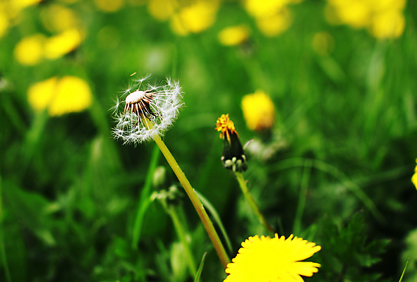 포토 JPG 해외이미지 주간 사람없음 야외 아웃포커스 민들레 민들레홀씨 해외포토 자연요소 꽃 촬영기법 파일형식 이미지허브