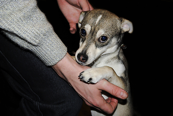 포토 JPG 해외이미지 동물 1 응시 얼굴 생각 포유류 털 피곤 사랑 사람없음 반려동물 희망 슬픔 잠 기다림 닫기 개 강아지 배고픔 피부 순수 명상 송곳니 유래 해외포토 시선 감정 컨셉 모션 신체부위 치아 파일형식 이미지허브