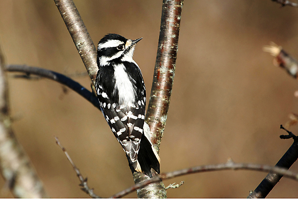 포토 JPG 해외이미지 나무 동물 여자 남자 야생동물 날개 자연 조류 앉기 사람없음 야외 파란색 검은색 흰색 관찰 점 숲 깃털 부리 계산서 동물상 수유 해외포토 식물 컬러 모션 사람 조형물 생태계 파일형식 이미지허브