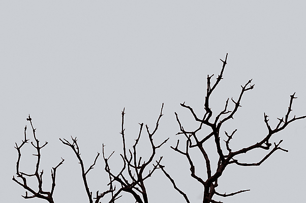 포토 JPG 해외이미지 나무 식물 계절 실루엣 백그라운드 잎 겨울 자연 추상 사람없음 목재 나뭇가지 시골 황무지 숲 묘사 유기농 질감 나무껍질 내추럴 고립 미니멀 해외포토 웰빙 무늬 재료 촬영기법 껍질 생태계 파일형식 이미지허브