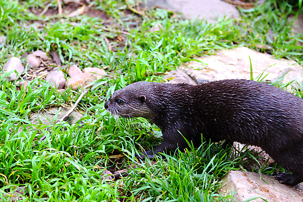 포토 JPG 해외이미지 동물 모션 태국 자연 수염 털 동양인 사람없음 갈색 걷기 중국 젖음 작음 대만 베트남 인도네시아 라오스 말레이시아 동물상 방글라데시 해외포토 아시아 컬러 인종 조형물 동남아시아 크기 생태계 남아시아 파일형식 이미지허브