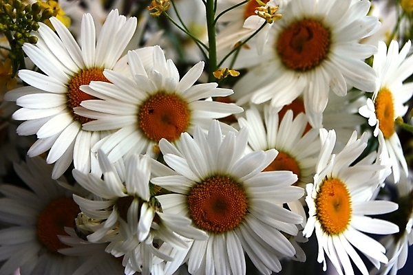 포토 JPG 해외이미지 식물 꽃잎 꽃 줄기 꽃다발 사람없음 장식 초록색 여름 노란색 정원 흰색 닫기 선택 원예 데이지 아로마 영원 해외포토 계절 컬러 컨셉 모션 취미 파일형식 이미지허브