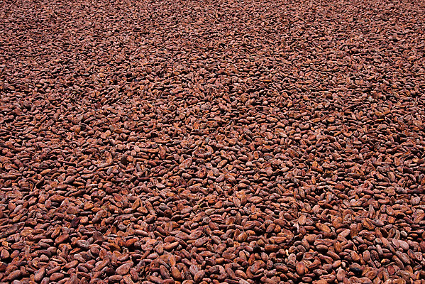 포토 JPG 해외이미지 백인 음식 백그라운드 농업 다이어트 과일 재료 자연 디저트 콩 사탕 요리 씨앗 사람없음 갈색 초콜릿 어둠 에너지 달콤 맛 굽기 먹기 묘사 날것 코코아 내추럴 마다가스카르 카카오 맛있는 해외포토 서양인 식물 산업 음료 컬러 컨셉 모션 곡류 건강 구이 생태계 파일형식 이미지허브