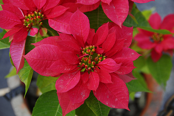 포토 JPG 해외이미지 꽃잎 크리스마스 겨울 사람없음 포인세티아 해외포토 계절 기념일 꽃 파일형식 이미지허브