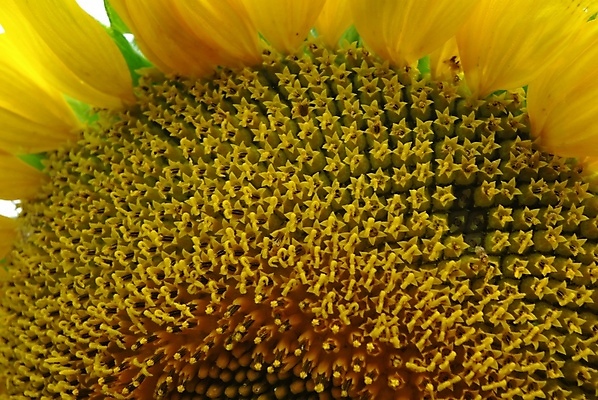 포토 JPG 해외이미지 식물 1 꽃잎 꽃 백그라운드 꽃무늬 오렌지 자연 해바라기 따뜻함 건강 사람없음 빛 농작물 햇빛 태양 뷰티 정원 맑음 일몰 활발 수확 벚꽃 큼 묘사 오브젝트 싱글 내추럴 강렬 광 해외포토 자연요소 컨셉 무늬 농업 과일 날씨 노을 크기 생태계 파일형식 이미지허브