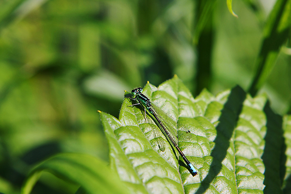 포토 JPG 해외이미지 식물 동물 야생동물 곤충 잎 날개 자연 휴식 생물 앉기 사람없음 야외 빨간색 초록색 물 여름 파란색 컬러풀 정원 봄 연못 잡초 닫기 벌레 잠자리 작음 묘사 육식동물 동물상 해외포토 자연요소 계절 컬러 컨셉 모션 조형물 크기 생태계 파일형식 이미지허브