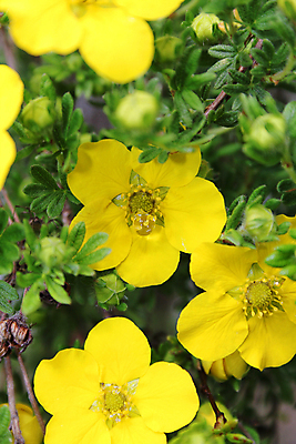 포토 JPG 해외이미지 식물 계절 꽃잎 꽃 꽃무늬 자연 사람없음 야외 초록색 물 여름 노란색 정원 봄 활발 벚꽃 신선 개화 떨어짐 유기농 내추럴 해외포토 자연요소 웰빙 컬러 컨셉 무늬 생태계 파일형식 이미지허브