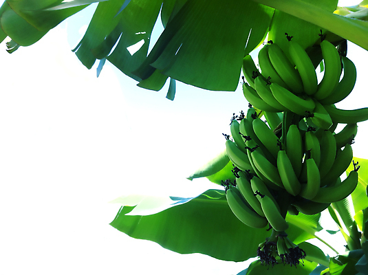 포토 JPG 해외이미지 나무 식물 음식 백그라운드 다이어트 과일 자연 바람 바나나 건강 육류 사람없음 초록색 노란색 껍질 흰색 신선 달콤 숲 다발 먹기 피부 유기농 날것 내추럴 점심식사 숙성 채식주의자 맛있는 해외포토 자연요소 웰빙 컬러 식재료 모션 날씨 신체부위 식사 맛 생태계 채식 파일형식 이미지허브