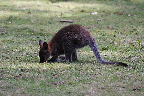 포토 JPG 해외이미지 동물 응시 공원 야생동물 어린이 포유류 자연 엄마 서기 사람없음 야외 갈색 흰색 아기 황무지 호주 꼬리 캥거루 노려봄 돌봄 파우치 해외포토 시선 공공시설 컬러 가방 가족 모션 표정 사람 오세아니아 생태계 파일형식 이미지허브