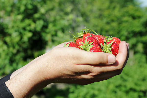 포토 JPG 해외이미지 손 열매 음식 백그라운드 다이어트 과일 딸기 디저트 건강 사람없음 야외 빨간색 여름 컬러풀 정원 흰색 신선 그룹 달콤 맛 먹기 유기농 비타민 내추럴 숙성 식욕 식용 맛있는 해외포토 식물 웰빙 계절 컬러 컨셉 모션 신체부위 영양소 파일형식 이미지허브