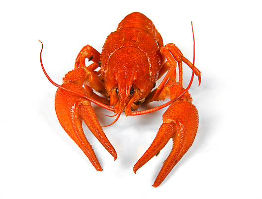 포토 JPG 해외이미지 동물 음식 백그라운드 사람없음 빨간색 반려동물 강 흰색 고립 삶기 식품점 해외포토 컬러 상점 파일형식 이미지허브