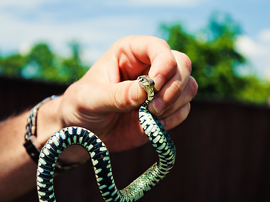 포토 JPG 해외이미지 동물 1 손 야생동물 밭 포장 손가락 파충류 자연 나선형 사람 사람없음 노란색 머리 잡기 뱀 선택 혀 눈금 해외포토 컬러 컨셉 무늬 농업 모션 신체부위 입 생태계 파일형식 이미지허브
