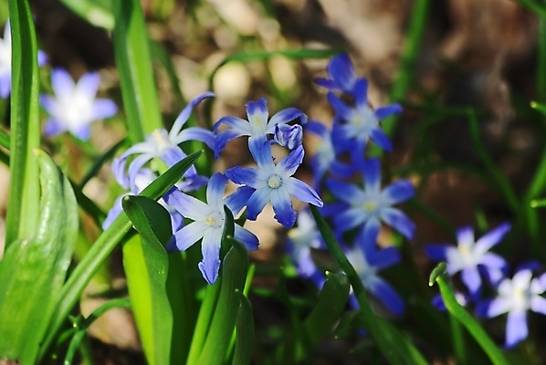 포토 JPG 해외이미지 식물 계절 꽃잎 꽃 줄기 꽃다발 백그라운드 잎 겨울 자연 부활절 사랑 사람없음 초록색 파란색 뷰티 머리 정원 봄 들꽃 벚꽃 신선 그룹 떨어짐 다발 블루벨 헌병 해외포토 기념일 감정 컬러 컨셉 신체부위 군인 생태계 파일형식 이미지허브