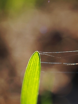 포토 JPG 해외이미지 식물 계절 음식 백그라운드 밭 농업 건강 풍경 사람없음 여름 농작물 농장 농경지 노란색 환경 봄 수확 성장 시골 황금 닫기 소프트포커스 시리얼 밀 묘사 유기농 날것 성분 밭일 블러 호밀 해외포토 웰빙 산업 컬러 모션 곡류 촬영기법 파일형식 이미지허브