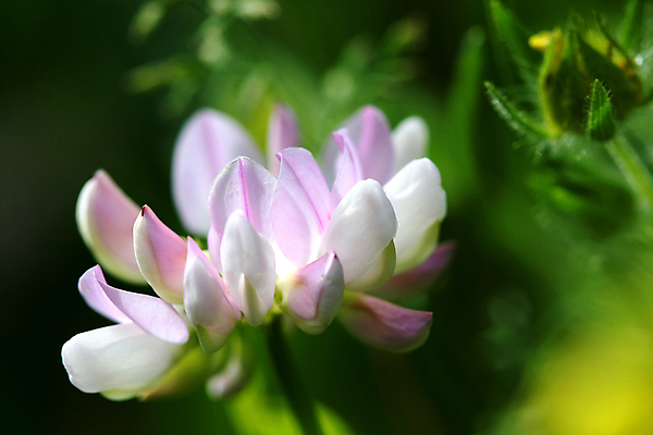 포토 JPG 해외이미지 식물 꽃 분홍색 꽃무늬 밭 자연 왕관 초원 사람없음 야외 초록색 태양 뷰티 정원 맑음 봄 들꽃 성장 신선 개화 닫기 6월 원예 내추럴 해외포토 자연요소 계절 컬러 무늬 농업 모션 날씨 취미 날짜 생태계 파일형식 이미지허브