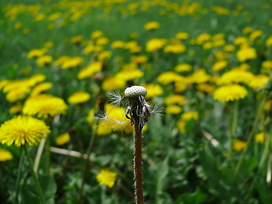 포토 JPG 해외이미지 주간 자연 사람없음 야외 아웃포커스 민들레 민들레홀씨 해외포토 자연요소 꽃 촬영기법 생태계 파일형식 이미지허브