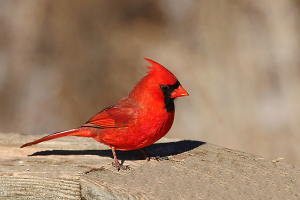 포토 JPG 해외이미지 나무 동물 1 여자 남자 야생동물 겨울 날개 노래 자연 조류 하늘 씨앗 앉기 사람없음 야외 빨간색 검은색 봄 추위 나뭇가지 바늘 선택 깃털 부리 북쪽 동물상 뒤뜰 가문비나무 해외포토 식물 계절 음악 컬러 컨셉 모션 사람 조형물 도구 방향 생태계 파일형식 이미지허브