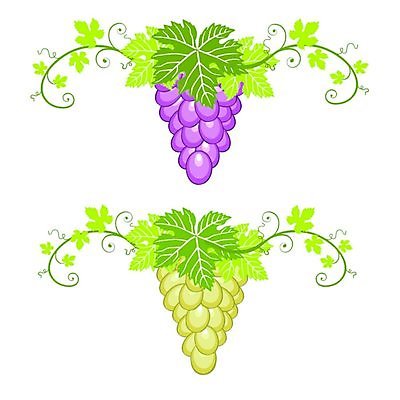 EPS 해외이미지 나무 식물 디자인 배너 열매 꽃 실루엣 음식 백그라운드 잎 꽃무늬 패턴 과일 일러스트 자연 벽지 포도 미술 그래픽 장식 초록색 파란색 노란색 와인 나뭇가지 화려 포도밭 포도나무 고립 스타일 국경 해외일러스트 컬러 컨셉 무늬 밭 문화예술 주류 촬영기법 과일나무 생태계 파일형식 벡터 이미지허브