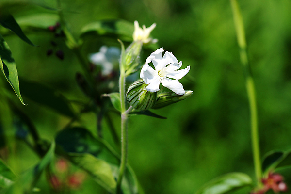 포토 JPG 해외이미지 식물 모델 디자인 드레스 옷 꽃 실루엣 백그라운드 꽃무늬 자연 하늘 사랑 사람없음 빨간색 초록색 파란색 빛 태양 뷰티 장미 노란색 파티 정원 보라색 검은색 어둠 낭만 벚꽃 흰색 축하 가운 우아함 야간 저녁 싱글 스타일 해외포토 자연요소 감정 컬러 컨셉 무늬 촬영기법 이벤트 생태계 파일형식 이미지허브