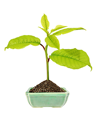 포토 JPG 해외이미지 나무 식물 1 계절 지구 백그라운드 컨셉 잎 농업 자연 새로움 건강 씨앗 사람없음 초록색 새싹 환경 정원 희망 흙 봄 성장 흰색 나뭇가지 시골 신선 보호 작음 시작 유기농 먼지 내추럴 고립 돌봄 땅바닥 모종 생태학 처음 생존 해외포토 웰빙 교육 감정 산업 컬러 모션 바닥 크기 생태계 파일형식 이미지허브