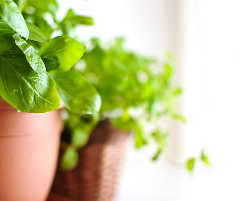 포토 JPG 해외이미지 식물 음식 잎 다이어트 재료 자연 선반 건강 요리 사람없음 초록색 주방 정원 성장 신선 맛 냄비 허브 향신료 유기농 원예 아로마 향 바질 내추럴 고립 심기 맛있는 해외포토 웰빙 컬러 가구 컨셉 모션 취미 솥 생태계 향미료 파일형식 이미지허브