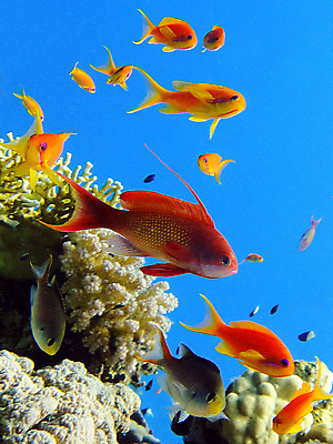 포토 JPG 해외이미지 야생동물 바다 자연 이집트 어류 사람없음 물 여름 수중 산호 홍해 해외포토 자연요소 동물 계절 아프리카 수중동물 자포동물 생태계 파일형식 이미지허브