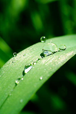 포토 JPG 해외이미지 식물 백그라운드 잎 밭 자연 잔디 초원 사람없음 초록색 물 여름 환경 젖음 성장 물방울 신선 칼날 이슬 묘사 내추럴 해외포토 자연요소 계절 컬러 농업 생태계 파일형식 이미지허브