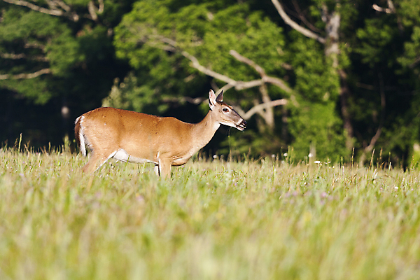 포토 JPG 해외이미지 동물 야생동물 포유류 자연 사슴 사람없음 게임 사냥 해외포토 놀이 생태계 파일형식 이미지허브