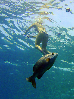 포토 JPG 해외이미지 야생동물 바다 자연 이집트 어류 사람없음 물 여름 수중 해외포토 자연요소 동물 계절 아프리카 수중동물 생태계 파일형식 이미지허브