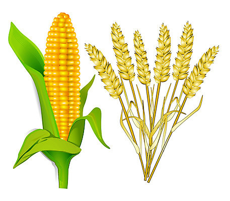 EPS 해외이미지 음식 밭 농업 일러스트 자연 건강 옥수수 농장 노란색 수확 황금 낟알 밀 유기농 내추럴 해외일러스트 웰빙 산업 컬러 곡류 생태계 파일형식 벡터 이미지허브