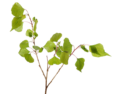 포토 JPG 해외이미지 모양 나무 식물 잎 자연 새로움 사람없음 야외 초록색 뷰티 환경 침묵 성장 나뭇가지 신선 선택 가득함 오브젝트 시트 정맥 고립 해외포토 컬러 컨셉 소리 생태계 혈관 파일형식 이미지허브