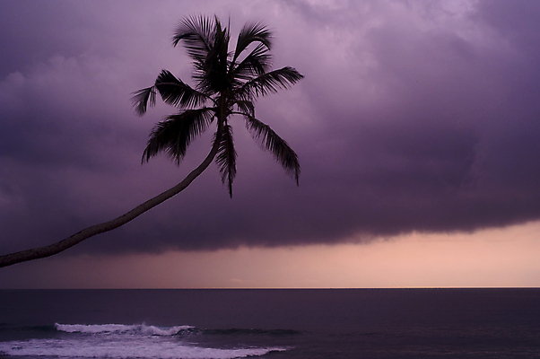 포토 JPG 해외이미지 나무 식물 계절 아시아 바다 섬 백그라운드 컨셉 잎 자연 하늘 손바닥 사람없음 야외 물 파란색 뷰티 농장 환경 일몰 젖음 위험 인도인 싱글 장면 코코넛 스리랑카 파라다이스 해외포토 자연요소 외국인 손 나라 컬러 농업 과일 동양인 노을 생태계 파일형식 이미지허브