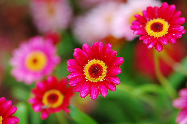 포토 JPG 해외이미지 식물 계절 꽃잎 꽃 분홍색 백그라운드 꽃무늬 자연 사랑 사람없음 장식 컬러풀 뷰티 정원 봄 벚꽃 개화 그늘 원예 고립 해외포토 감정 컬러 무늬 취미 생태계 파일형식 이미지허브