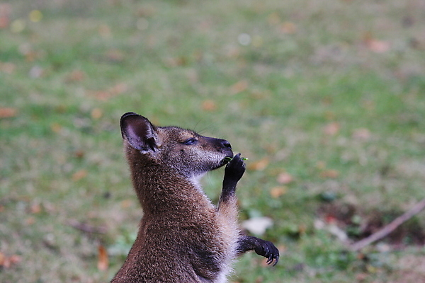 포토 JPG 해외이미지 동물 여자 어린이 신체 포유류 자연 엄마 초식동물 털 사랑 사람없음 초록색 빛 갈색 머리 활발 회색 아기 그룹 닫기 호주 방목 먹기 귀 캥거루 동쪽 동물상 집게발 해외포토 감정 컬러 컨셉 가족 모션 사람 신체부위 조형물 오세아니아 축산업 방향 생태계 파일형식 이미지허브