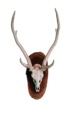 포토 JPG 해외이미지 동물 1 접시 남자 야생동물 벽 백그라운드 포유류 자연 초식동물 사슴 뼈 뿔 사람없음 내부 목재 장식 갈색 머리 힘 흰색 죽음 큼 발사 자르기 상패 트로피 심볼 사냥 고립 신발장 엘크 웅장함 해골모형 강조 해외포토 나무 식기 컬러 재료 모션 사람 신체부위 모형 크기 상_우승 생태계 파일형식 이미지허브