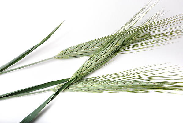 포토 JPG 해외이미지 식물 음식 백그라운드 밭 농업 사람없음 초록색 농작물 농장 수확 성장 낟알 시리얼 보리 귀 세련 해외포토 산업 컬러 곡류 신체부위 파일형식 이미지허브