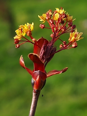 포토 JPG 해외이미지 나무 식물 계절 꽃 단풍 자연 사람없음 야외 빨간색 초록색 컬러풀 노란색 봄 개화 해외포토 컬러 잎 생태계 파일형식 이미지허브