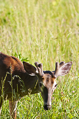 포토 JPG 해외이미지 동물 야생동물 포유류 자연 사슴 뿔 사람없음 달러 게임 사냥 벨벳 해외포토 돈 놀이 실크 생태계 파일형식 이미지허브