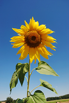 포토 JPG 해외이미지 식물 계절 꽃 밭 농업 자연 하늘 해바라기 씨앗 사람없음 여름 파란색 농작물 컬러풀 태양 노란색 에너지 벚꽃 기름 해외포토 자연요소 산업 음식 컬러 생태계 파일형식 이미지허브