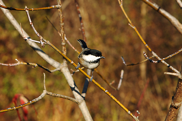 포토 JPG 해외이미지 나무 동물 손 공원 야생동물 음식 캐나다 겨울 날개 자연 조류 씨앗 앉기 사람없음 야외 검은색 추위 흰색 나뭇가지 관찰 숲 작음 먹기 깃털 부리 수유 해외포토 식물 계절 공공시설 컬러 북아메리카 모션 신체부위 크기 생태계 파일형식 이미지허브