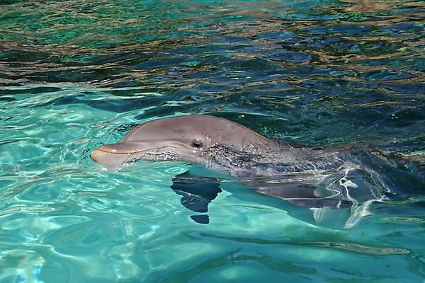 포토 JPG 해외이미지 동물 바다 포유류 자연 사람없음 물 파란색 수영 돌고래 수족관 플로리다 해외포토 자연요소 컬러 미국 수중동물 수상스포츠 생태계 파일형식 이미지허브