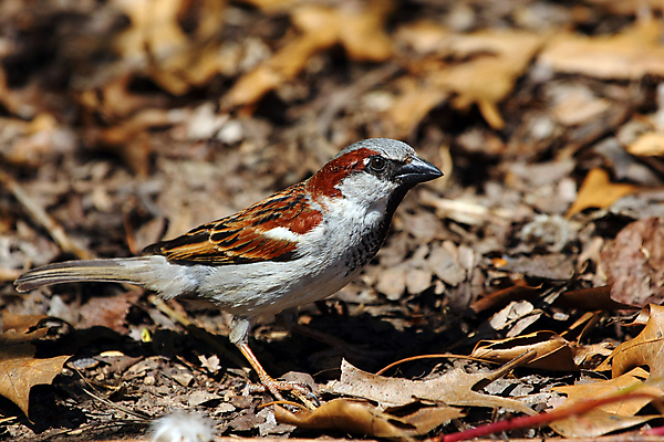 포토 JPG 해외이미지 나무 동물 남자 야생동물 백그라운드 겨울 날개 노래 자연 조류 하늘 주택 앉기 사람없음 목재 파란색 울타리 갈색 추위 나뭇가지 작음 깃털 꼬리 부리 참새 내추럴 동물상 해외포토 식물 계절 음악 컬러 재료 모션 사람 건물 담장 조형물 크기 생태계 파일형식 이미지허브