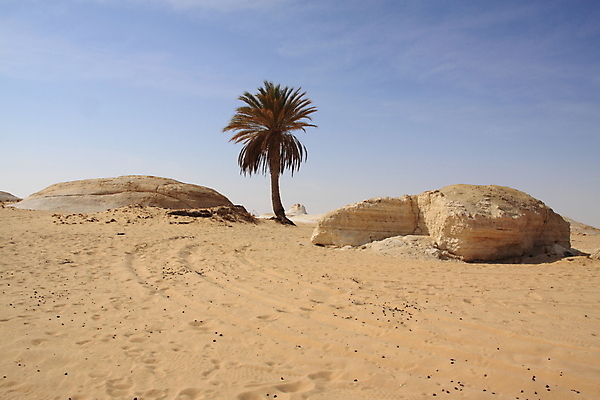 포토 JPG 해외이미지 모래 파도 여행 백그라운드 아프리카 자연 하늘 바람 휴가 건조 요정 이집트 풍경 사람없음 야외 여름 파란색 모래사장 햇빛 갈색 노란색 머리 버섯 사막 바위 흰색 뜨거움 황무지 땅 사파리 부식 분필 지역 사하라 내추럴 석회암 지질학 해외포토 자연요소 계절 교육 나라 바다 컬러 날씨 신체부위 태양 암석 돌_바위 초크 생태계 파일형식 이미지허브
