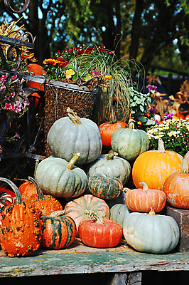 포토 JPG 해외이미지 계절 농업 채소 오렌지 호박 사람없음 농작물 컬러풀 농장 정원 할로윈 수확 가을 해외포토 산업 컬러 과일 파일형식 이미지허브