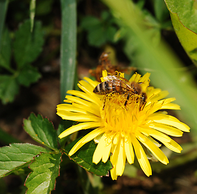 포토 JPG 해외이미지 주간 한마리 자연 사람없음 야외 아웃포커스 소프트포커스 민들레 해외포토 자연요소 1 꽃 촬영기법 생태계 파일형식 이미지허브