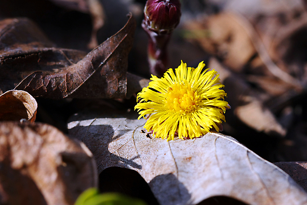 포토 JPG 해외이미지 주간 낙엽 자연 사람없음 야외 아웃포커스 소프트포커스 민들레 해외포토 자연요소 꽃 잎 촬영기법 생태계 파일형식 이미지허브