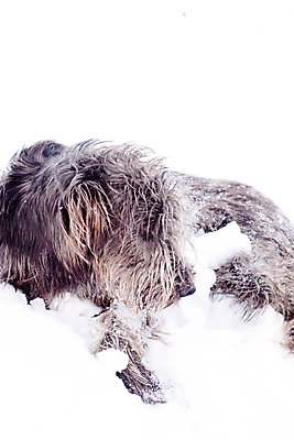 포토 JPG 해외이미지 동물 1 포즈 겨울 밭 사람없음 반려동물 검은색 회색 흰색 개 사냥개 육식동물 아일랜드 흐림 거짓말 동물상 유래 해외포토 계절 유럽 컬러 농업 포유류 날씨 조형물 파일형식 이미지허브